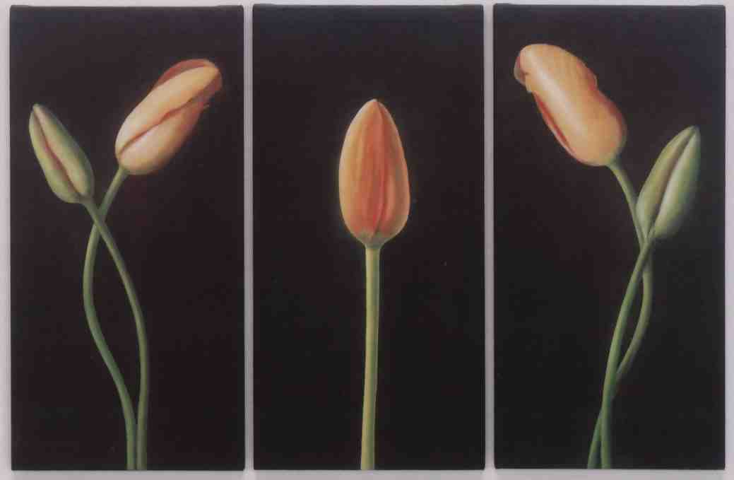 Tulpen