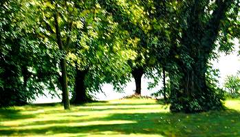 "Alter Baum mit Efeu"