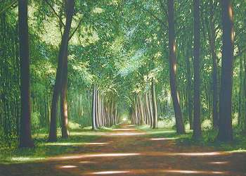 "Allee im Brühler Schlosspark"