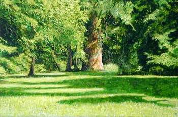 "Lindenhof  Efeubaum"